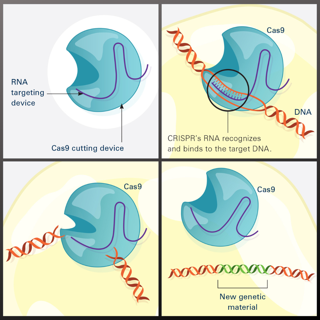 This illustration shows, in simplified terms, how the CRISPR-Cas9 system can be used as a gene-editing tool. Frame 1 shows the two components of the CRISPR system: a strong cutting device (an enzyme called Cas9 that can cut through a double strand of DNA), and a finely tuned targeting device (a small strand of RNA programmed to look for a specific DNA sequence). In frame 2, the CRISPR machine locates the target DNA sequence once inserted into a cell. In frame 3, the Cas9 enzyme cuts both strands of the DNA. Frame 4 shows a repaired DNA strand with new genetic material that researchers can introduce, which the cell automatically incorporates into the gap when it repairs the broken DNA. This illustration shows, in simplified terms, how the CRISPR-Cas9 system can be used as a gene-editing tool. Frame 1 shows the two components of the CRISPR system: a strong cutting device (an enzyme called Cas9 that can cut through a double strand of DNA), and a finely tuned targeting device (a small strand of RNA programmed to look for a specific DNA sequence). In frame 2, the CRISPR machine locates the target DNA sequence once inserted into a cell. In frame 3, the Cas9 enzyme cuts both strands of the DNA. Frame 4 shows a repaired DNA strand with new genetic material that researchers can introduce, which the cell automatically incorporates into the gap when it repairs the broken DNA.